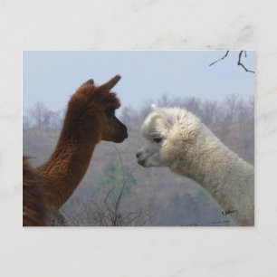 Cartão Postal Cartão-postal de Chat Alpaca