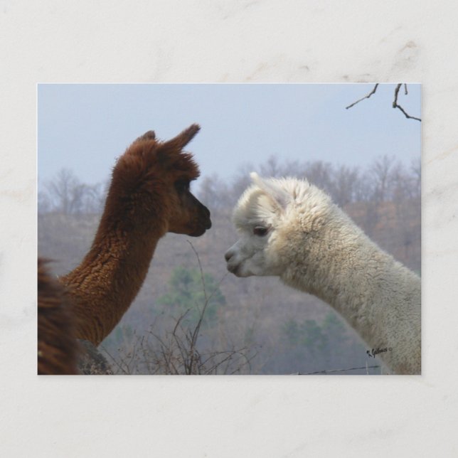 Cartão Postal Cartão-postal de Chat Alpaca (Frente)