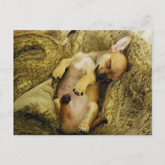 Cartão Postal Cartão-postal de Chihuahua adorável (Frente)