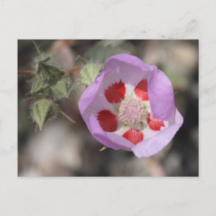 Cartão Postal Cartão-postal de cinco pontos no deserto