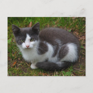 Cartão Postal Cartão-Postal De cinza E De Gatinho Branco