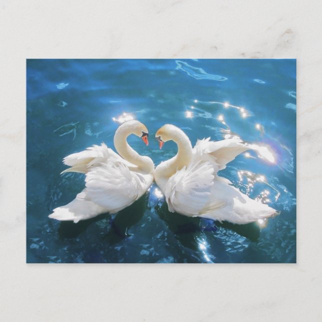 Cartão Postal Cartão-postal de Cisne (Frente)