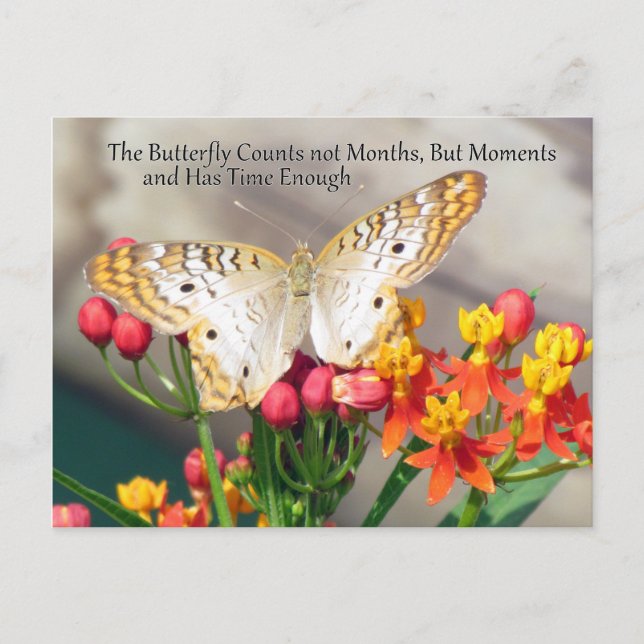 Cartão Postal Cartão-postal de Citação de Borboleta de Peacock B (Frente)