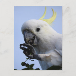 Cartão Postal Cartão-postal de Cockatoo Penteado