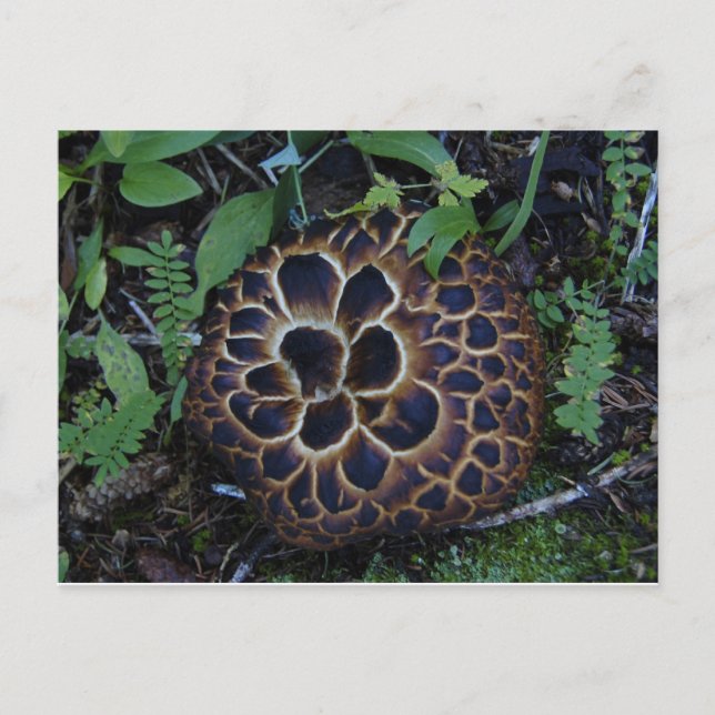 Cartão Postal Cartão-postal de cogumelo (Frente)