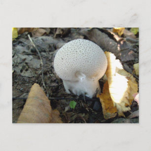 Cartão Postal Cartão-postal de Cogumelo Puffball