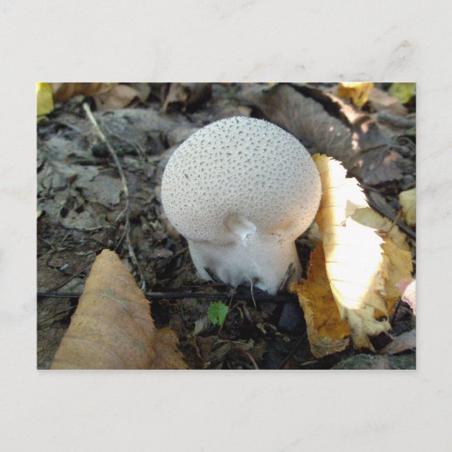 Cartão Postal Cartão-postal de Cogumelo Puffball (Frente)