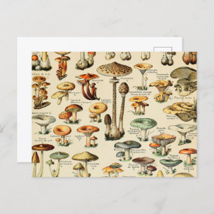 Cartão Postal Cartão-postal de coleção de mushroom