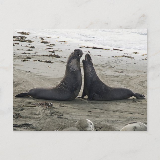 Cartão Postal Cartão-postal de combate a vedações de elefante (Frente)