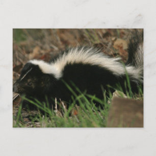 Cartão Postal Cartão-postal de Comportamento Skunk
