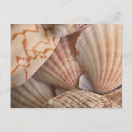 Cartão Postal Cartão-postal de conchas marítimas