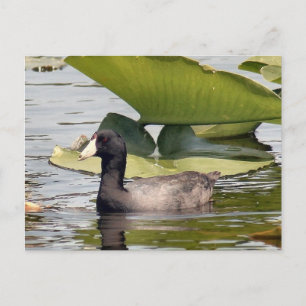 Cartão Postal Cartão-postal de Coot Americano