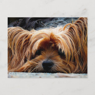 Cartão Postal Cartão-postal de cópia