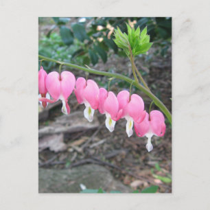 Cartão Postal Cartão-postal de Coração Sangrento Rosa