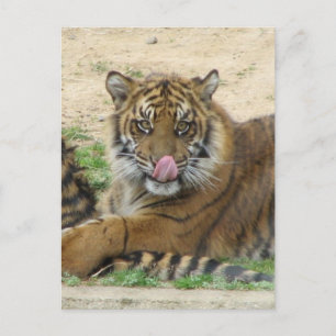 Cartão Postal Cartão-postal de Cubs Tiger