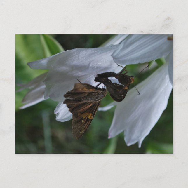 Cartão Postal Cartão-postal de Data da Mama (Frente)