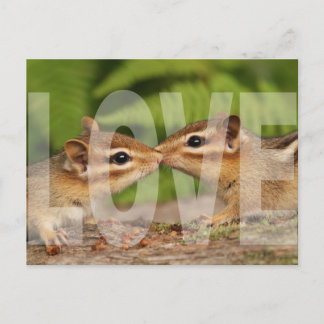 Cartão Postal Cartão-postal de Design de Amor para Bebês Chipmun
