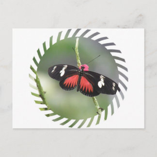 Cartão Postal Cartão-postal de Design de Fotografia Butterfly