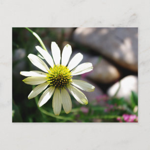 Cartão Postal Cartão-postal de Dia de Verão de Daisy com pregu
