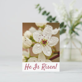 Cartão Postal Cartão-postal de Domingo "Ele está riscado"