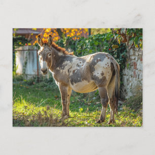 Cartão Postal Cartão-postal de Donkey