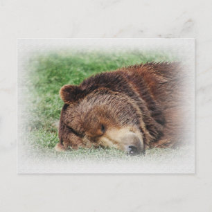 Cartão Postal Cartão-postal de dormir do Urso Kodiak