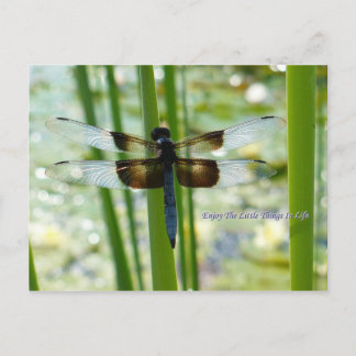 Cartão Postal Cartão-postal de Dragonfly azul