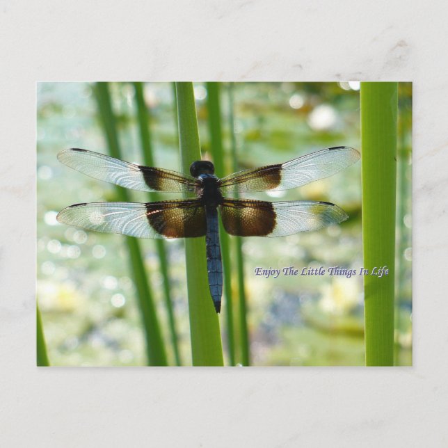 Cartão Postal Cartão-postal de Dragonfly azul (Frente)