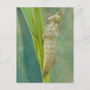 Cartão Postal Cartão-postal de Dragonfly Nymph Shell.