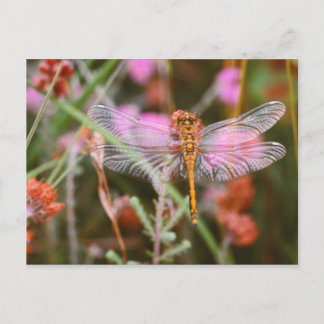 Cartão Postal Cartão-postal de Dragonfly rosa com flores