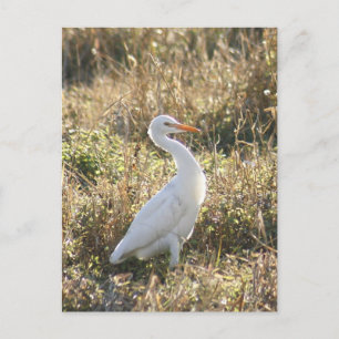 Cartão Postal Cartão-postal de Egret Branco do excelente