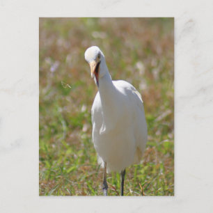 Cartão Postal Cartão-postal de Egret para Bovinos