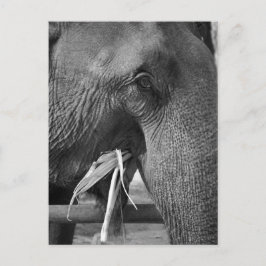 Cartão Postal Cartão-postal de elefante preto-e-branco
