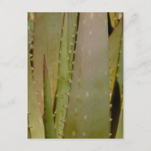 Cartão Postal Cartão-postal de encerramento do Aloe