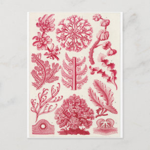 Cartão Postal Cartão-postal de Ernst Haeckel: Florideae
