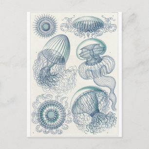 Cartão Postal Cartão-postal de Ernst Haeckel: Leptomedusae