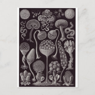 Cartão Postal Cartão-postal de Ernst Haeckel: Mycetozoa