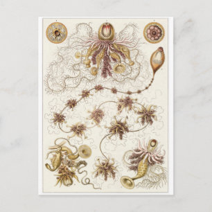 Cartão Postal Cartão-postal de Ernst Haeckel: Siphonophorae