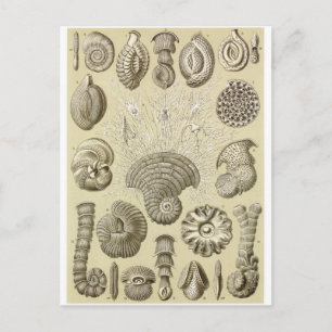 Cartão Postal Cartão-postal de Ernst Haeckel: Thalamophora