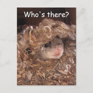 Cartão Postal Cartão-postal de Esquilo Voador