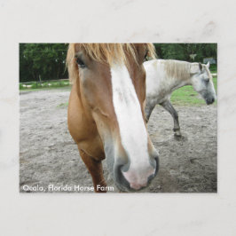 Cartão Postal Cartão-postal de Fazenda de Cavalos de Cavalo da F