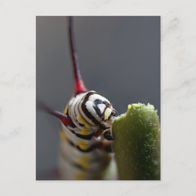 Cartão Postal Cartão-postal de fechamento da lagarta (Frente)