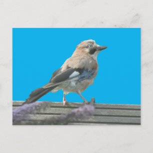 Cartão Postal Cartão-postal de fechamento de gaivota