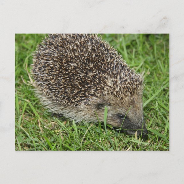 Cartão Postal Cartão-postal de fechamento Hedgehog (Frente)