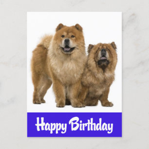 Cartão Postal Cartão-postal de Feliz Aniversário Chow Chow Puppy