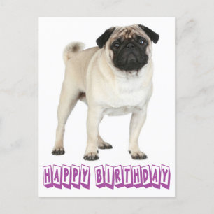 Cartão Postal Cartão-postal de Feliz Aniversário Pug Puppy Dog R