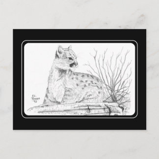 Cartão Postal Cartão-postal de filhote de puma