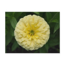 Cartão-postal de Flor Amarelo Zinnia