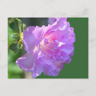 Cartão Postal Cartão-postal de Flor Azalea Rosa