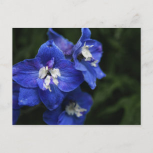 Cartão Postal Cartão-postal de flor Azul Delphinium